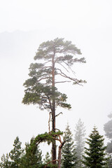 Obraz premium Kavkaz KCHR