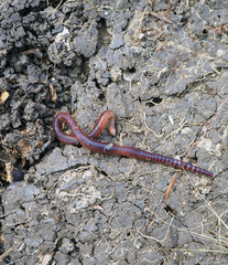 earthworms moving on the surface of the soil,