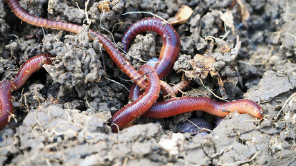 earthworms in the natural garden, the importance of worm for soil,