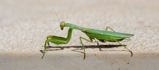 Green european or Praying mantis, (Mantis Religiosa) against beige background
