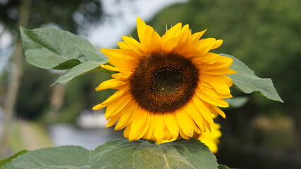 Sunflower in the garden in the summer