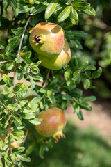 Pomegranate fruits and tree branch, verical closeup view