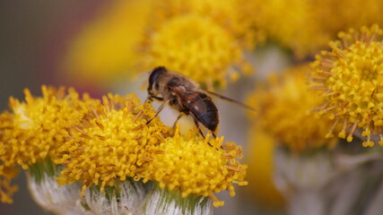 British bee in flower in garden 