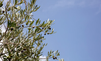 Olives hanging from an olive tree branch, closeup view.