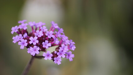 Purple bright flowers in the garden