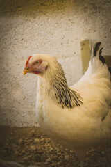Gallinas ecológicas