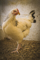 Gallinas ecológicas