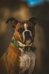 Bóxer mirando a cámara 