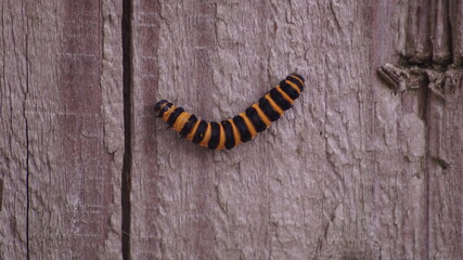 British caterpillar in the garden in summer