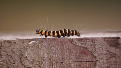 Caterpillar in an english garden