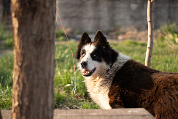 Husky Dog with blue eyes