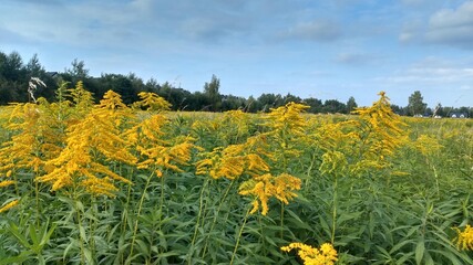 field of yellow flowers