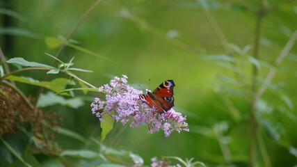 British butterfly in the garden in spring