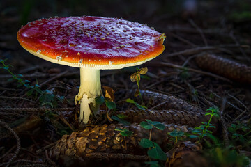 Amanita muscaria toadstool fungus mushroom in colourful autumn forest