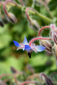 fleur de bourache