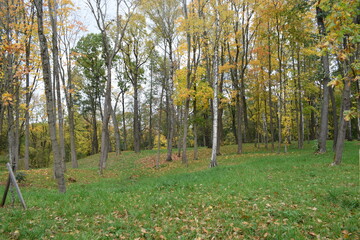 autumn in the forest