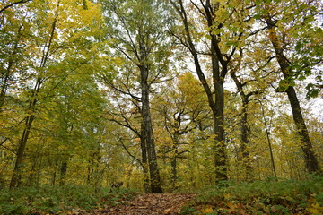 autumn in the forest