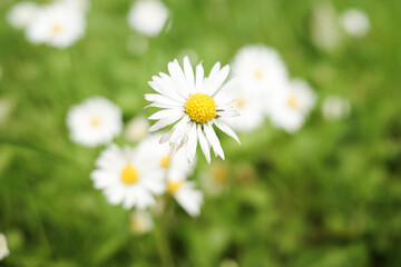 Aging daisy with out of focus background