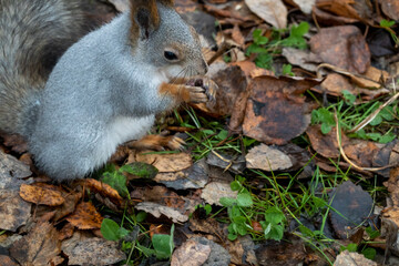 A gray squirrel sits on the ground among fallen leaves. A squirrel holds a nut in its paws. Image on the left.
