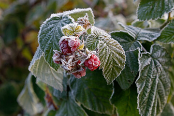 Raspberry berries are covered with hoarfrost. Remontant raspberries in the frost.