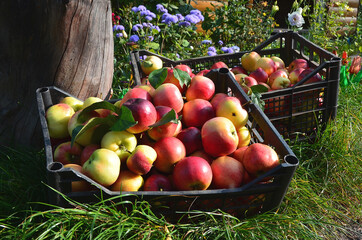 Harvest red, juicy, ripe apples in plastic boxes.