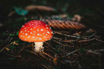 Amanita muscaria toadstool fungus mushroom in colourful autumn forest