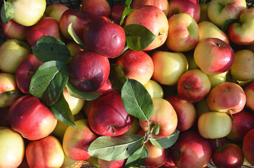 More apples. Background of apples with foliage.