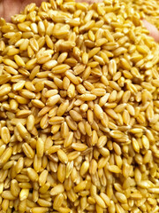 wheat grain Texture background, closeup