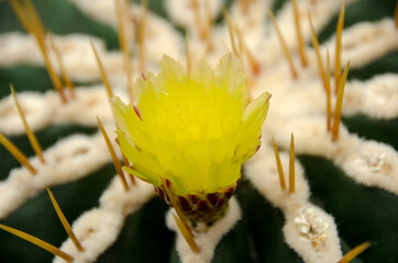Beautiful blooming desert yellow cactus flowers.