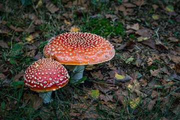 Amanita muscaria toadstool fungus mushroom in colourful autumn forest