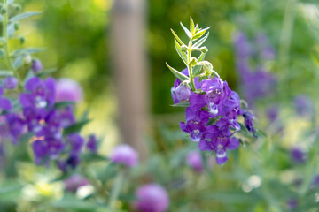 Close up of purple flowers