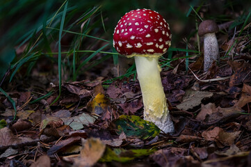 Amanita muscaria toadstool fungus mushroom in colourful autumn forest