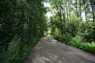 Fototapeta premium walk in the forest