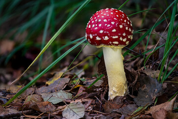Amanita muscaria toadstool fungus mushroom in colourful autumn forest