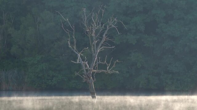 Morning fog over scenery lake Hermann Otto