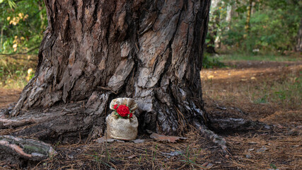 Fototapeta premium A fabulous wonderful golden gift bag stands near the roots of an old pine tree in the forest. This is a gift from the good forest forest gnomes and elves.