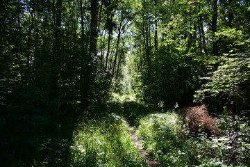 forest in spring