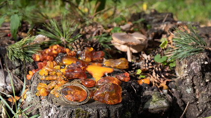 Beautiful yellow- orange Baltic amber jewelry necklace, pendants, brooch, earrings  is among leaves, pine needles, pine cones and mushrooms on the cracked old tree stump.  Amazing autumn composition. 