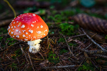 Amanita muscaria toadstool fungus mushroom in colourful autumn forest