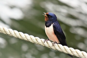 Farmer swallow sitting in the harbor on a boat line.