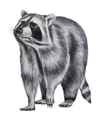 Obraz premium Raccoon isolated on white background. Hand drawing. Watercolor illustration. Clipart. Template. 