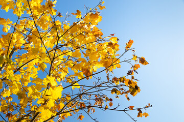 yellow maple leaves on a background of blue sky and sun. it's autumn