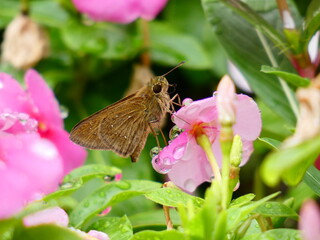 Dark small-branded swift (Pelopidas mathias) - brown skipper butterfly on pink flowers after the...
