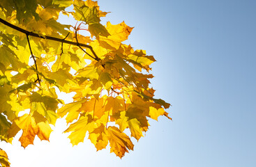 yellow maple leaves on a background of blue sky and sun. it's autumn
