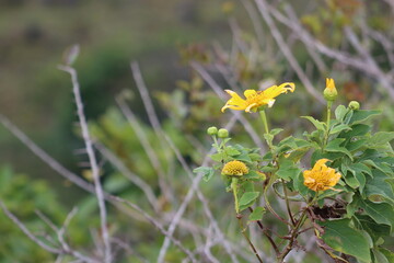 yellow flowers in the garden