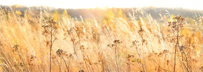 Papier Peint photo Couleur miel fond nature automne avec de l& 39 herbe sèche. Champ d& 39 automne doré. herbe sauvage duveteuse au soleil. Belle scène de paysage tranquille. bannière