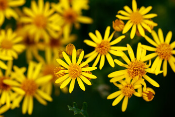 Close-up shot of ragwort flowers.