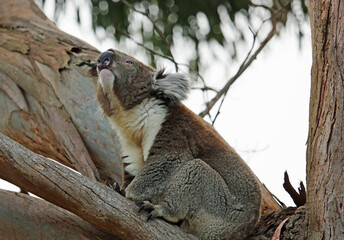 Koala calling - Kennett River, Victoria, Australia
