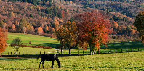 the horse grazing with autumn colors