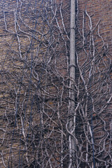 Dead branches clinging to the side of brick building